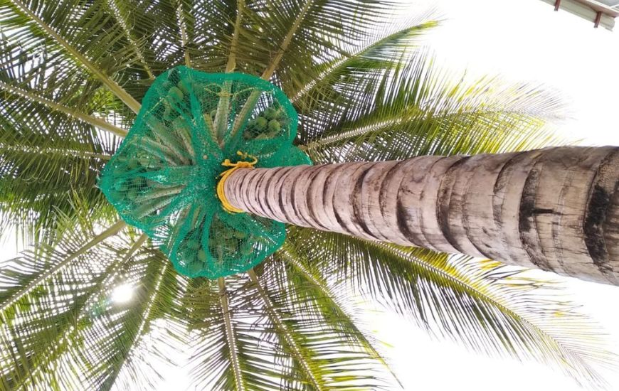 Coconut Tree Safety Nets In Bangalore