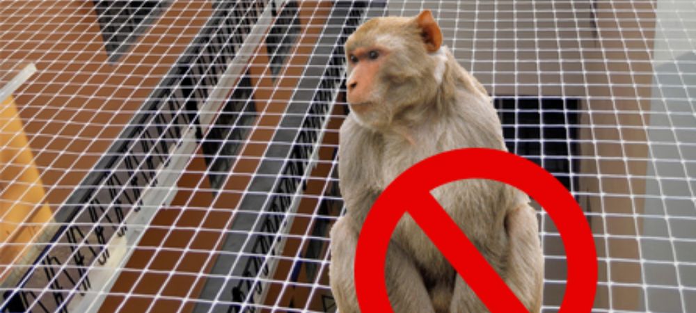 Monkey Safety Nets In Bangalore